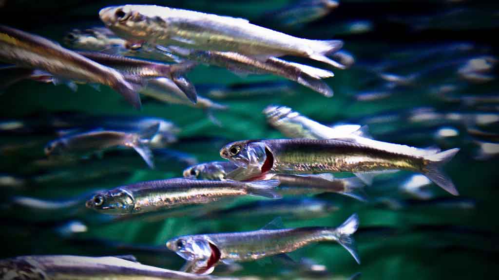 sardines swimming in the ocean