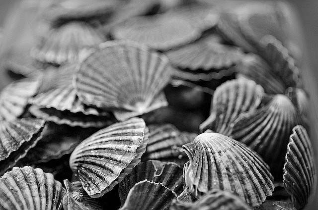 clams or scallops