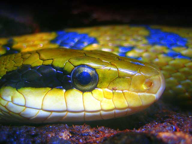 snake or serpent