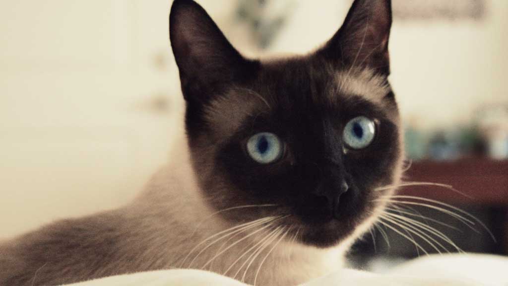 siamese cat on a couch