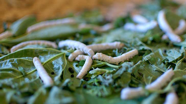silkworms eating leaves