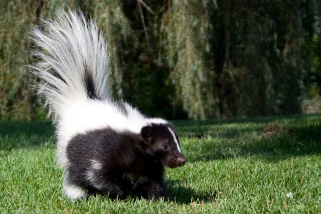 Is Skunk Spray Dangerous or Poisonous to Humans and other ...