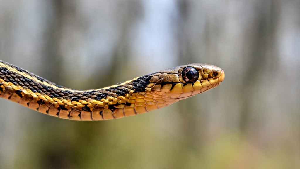 garter snake in the wild