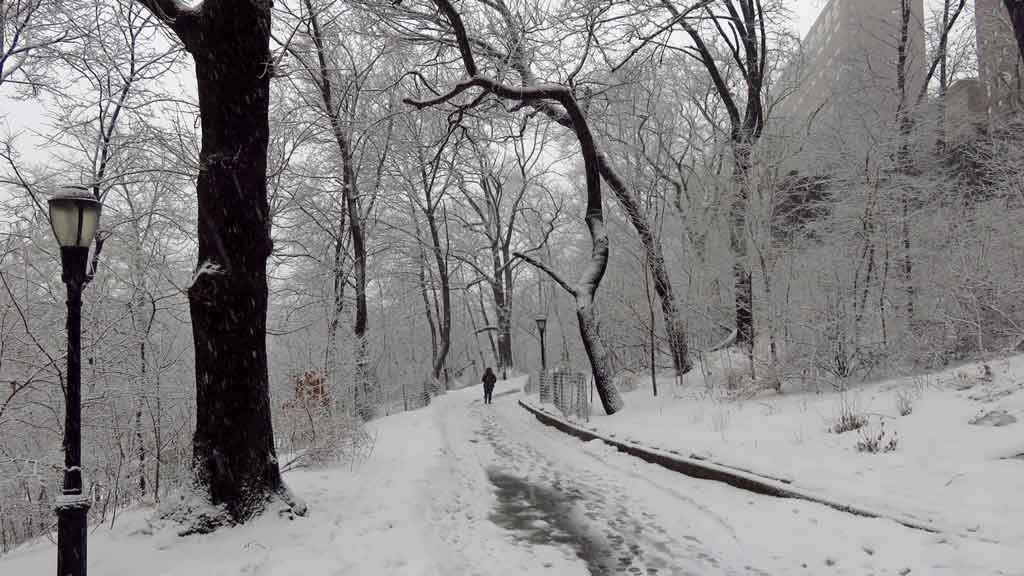 snow on the ground and trees