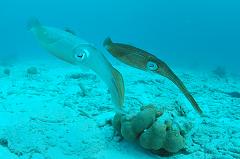 Which Cephalopod can Swim Faster, a Squid or an Octopus, and How Fast?