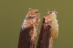 How is the Termite Queen the Longest Living Insect in the World and how ...