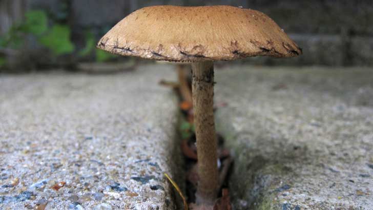 toadstool growing through the sidewalk