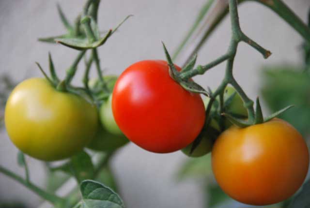 red and yellow tomatoes