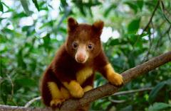 How did the Tree Kangaroo get its Name, Where does it Live, and Does it really Live in Trees?