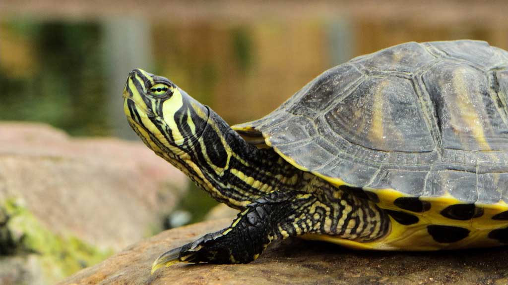 turtle on a rock