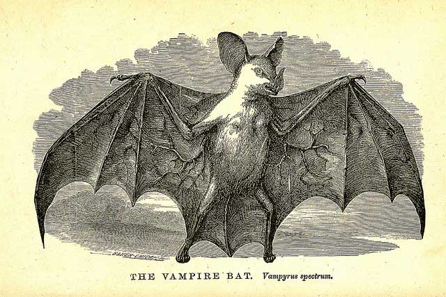 vampire bat