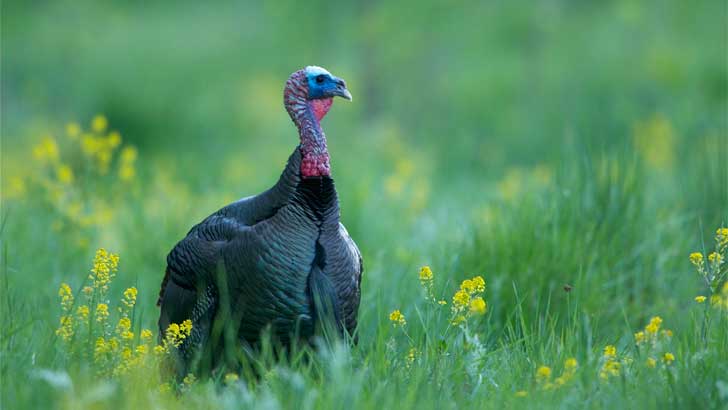 where do wild turkeys come from