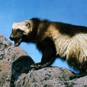 How Did the Wolverine Get Its Name and Where Do Wolverines Come From?