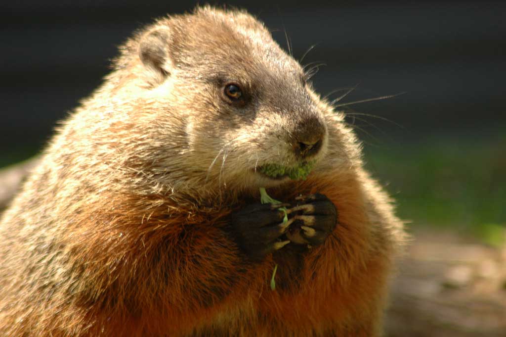 what does the name woodchuck mean