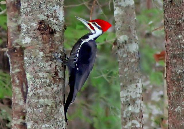 woodpeckers peck wood